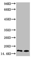 Mouse anti-Human/Mouse/Rat Monomethyl-Histone H3(K9) Monoclonal Antibody