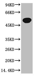 Mouse anti-Zebrafish TUBB3 Monoclonal Antibody