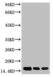 Mouse anti-Human/Mouse/Rat Dimethyl-Histone H3(K79) Monoclonal Antibody