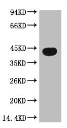 Mouse anti-Zebrafish ACTB Monoclonal Antibody
