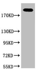 Mouse anti-Human/Mouse/Rat FN1 Monoclonal Antibody