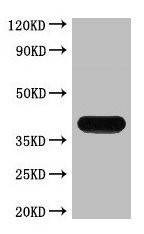 Mouse anti-Strep Tag II Monoclonal Antibody