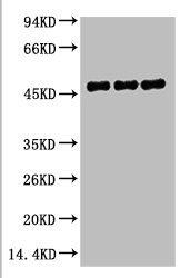 Mouse anti-Human/Mouse/Rat FH Monoclonal Antibody