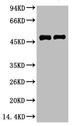Mouse anti-Mouse/Rat/Human FN1 Monoclonal Antibody