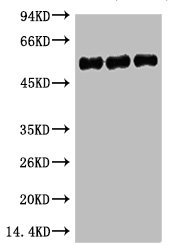 Mouse anti-Human/Mouse/Rat TUBB3 Monoclonal Antibody
