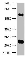 Mouse anti-Rabbit IgG (H+L) Monoclonal Antibody