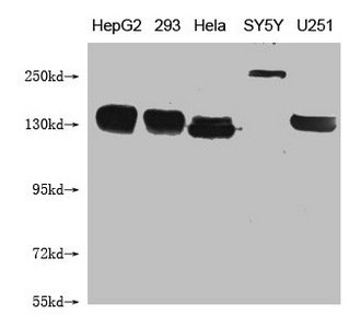 Mouse anti-Human sapiens (Human) ABCB1 Monoclonal Antibody