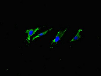 Mouse anti-Human/Mouse sapiens (Human) APP Monoclonal Antibody