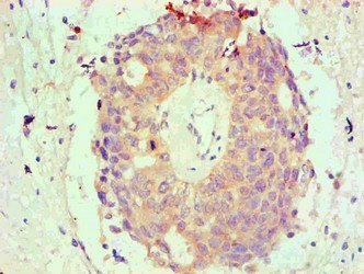 Mouse anti-Human sapiens (Human) BCL2L1 Monoclonal Antibody