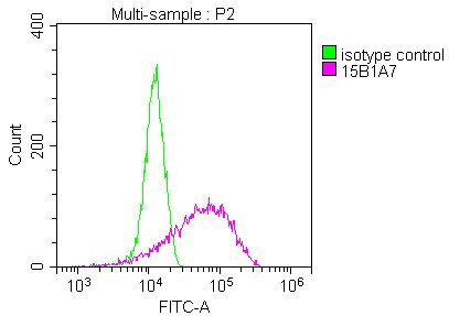 Mouse anti-Human sapiens (Human) CANX Monoclonal Antibody