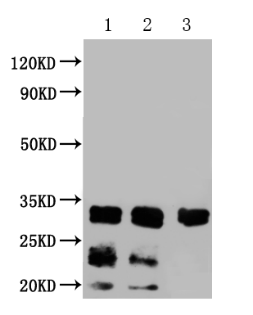 Mouse anti-Human sapiens (Human) CD63 Monoclonal Antibody