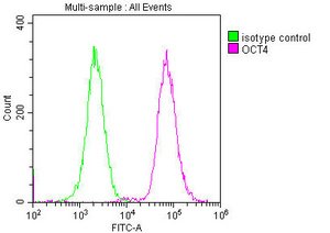 Mouse anti-Human/Mouse/Rat sapiens (Human) POU5F1 Monoclonal Antibody