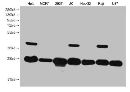 Mouse anti-Human sapiens (Human) PRDX3 Monoclonal Antibody