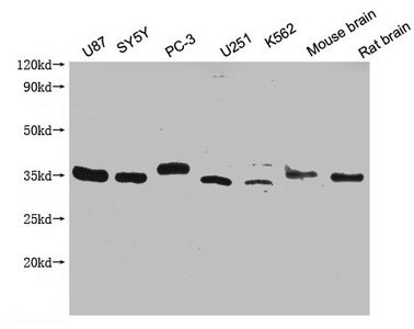 Mouse anti-Human/Mouse/Rat sapiens (Human) SDCBP Monoclonal Antibody