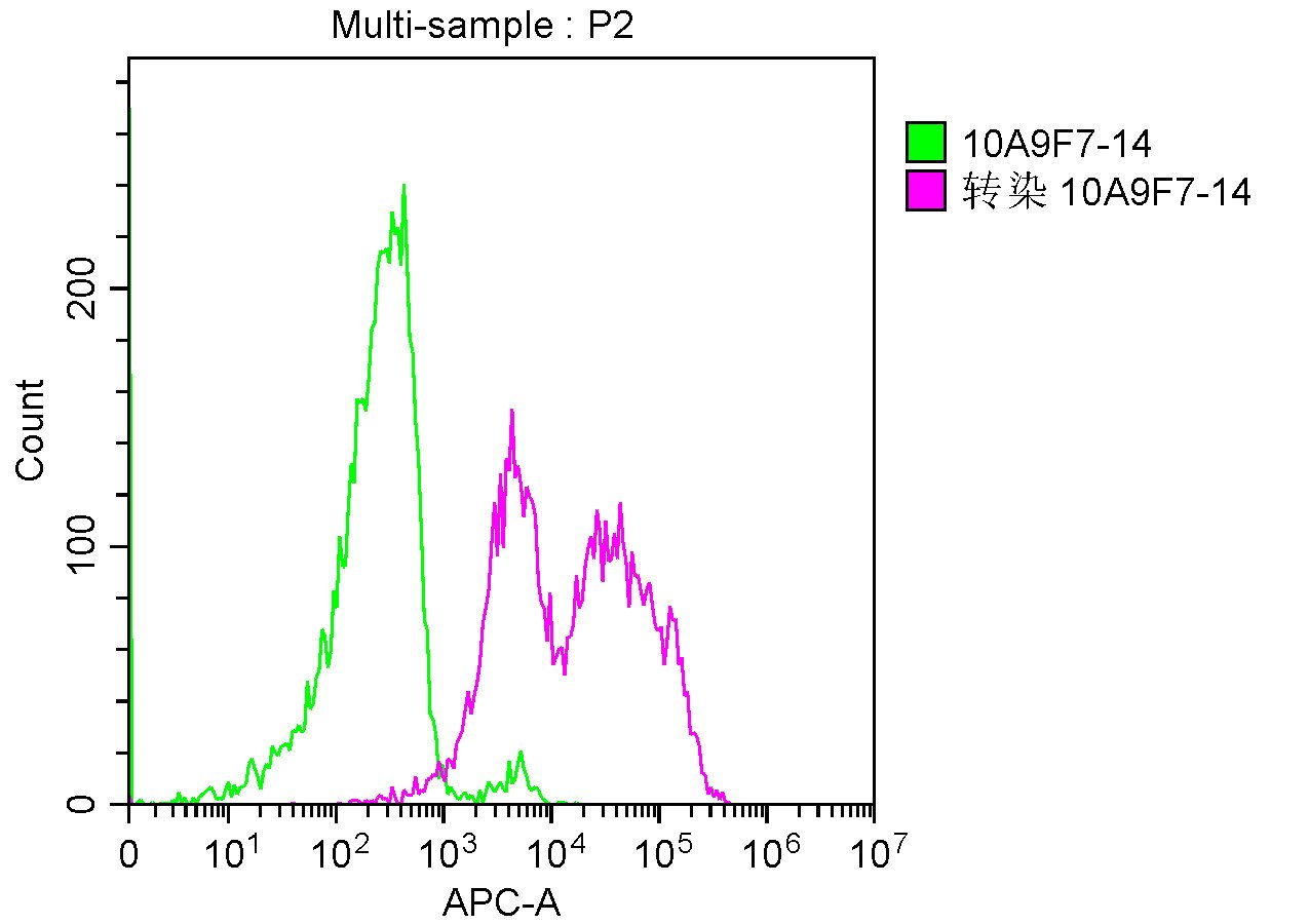 Mouse anti-Human sapiens (Human) TNFRSF17 Monoclonal Antibody