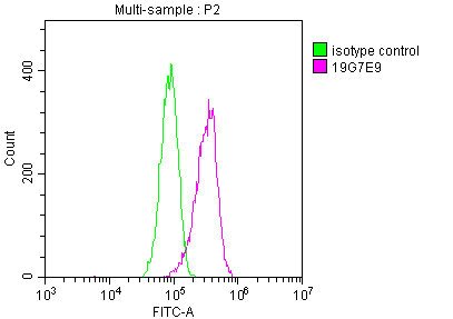 Mouse anti-Human/Mouse/Rat sapiens (Human) YWHAZ Monoclonal Antibody