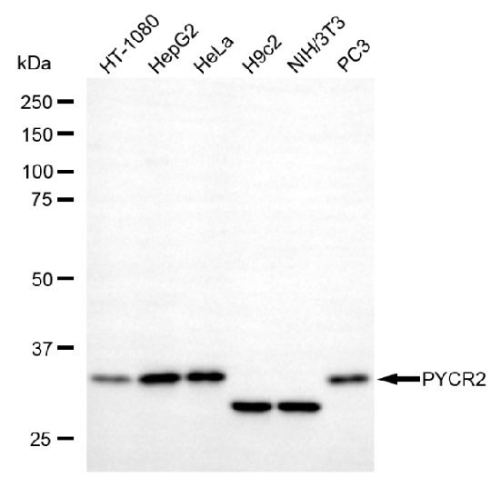 Mouse anti-Human/Mouse/Rat sapiens (Human) PYCR2 Monoclonal Antibody