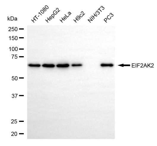 Mouse anti-Human/Rat sapiens (Human) EIF2AK2 Monoclonal Antibody