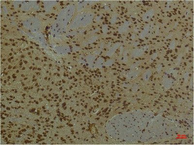 Mouse anti-Mouse ARNT Monoclonal Antibody