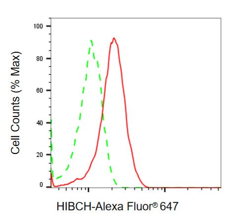 Mouse anti-Human/Mouse/Rat sapiens (Human) HIBCH Monoclonal Antibody
