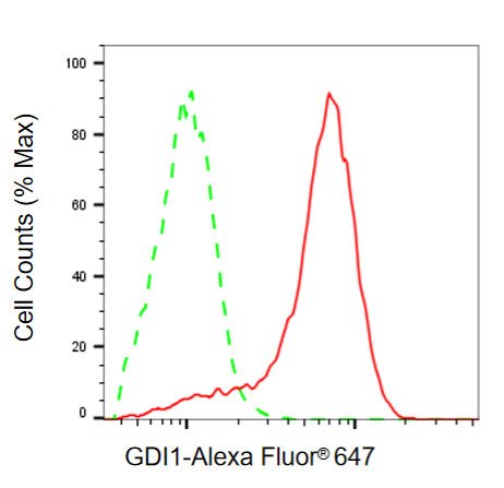 Mouse anti-Human/Rat sapiens (Human) GDI1 Monoclonal Antibody