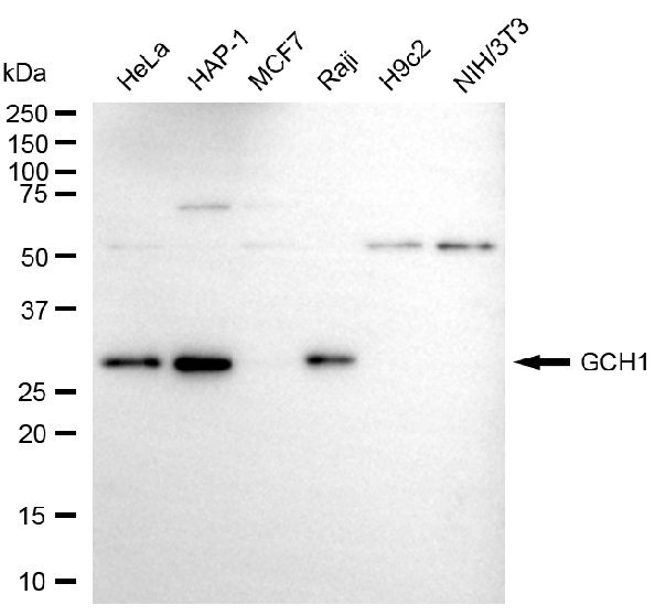 Mouse anti-Human sapiens (Human) GCH1 Monoclonal Antibody