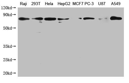 Mouse anti-Human sapiens (Human) HSPA1A Monoclonal Antibody