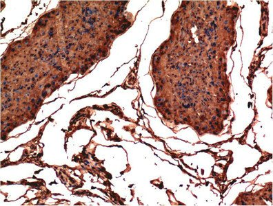 Mouse anti-Human/Mouse/Rat BAX Monoclonal Antibody