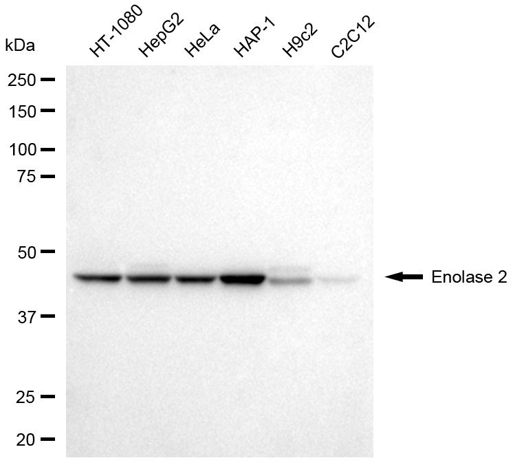 Mouse anti-Human/Mouse/Rat sapiens (Human) ENO2 Monoclonal Antibody