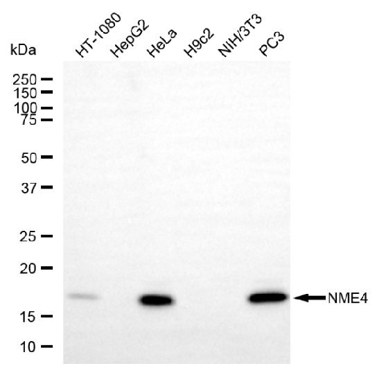 Mouse anti-Human sapiens (Human) NME4 Monoclonal Antibody