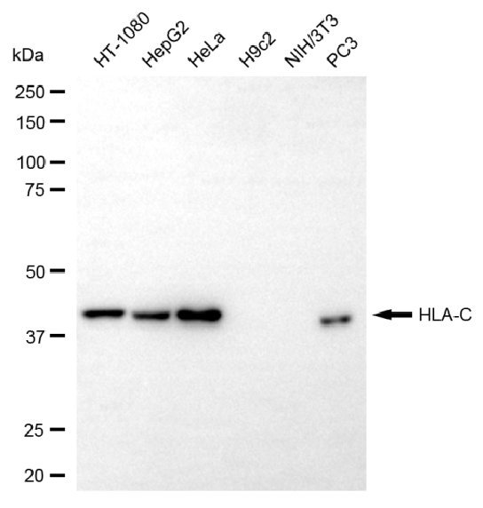Mouse anti-Human sapiens (Human) HLA-C Monoclonal Antibody