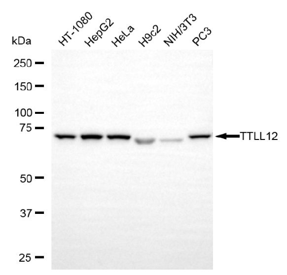 Mouse anti-Human/Mouse/Rat sapiens (Human) TTLL12 Monoclonal Antibody