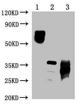 Mouse anti-Human sapiens (Human) PDCD1 Monoclonal Antibody