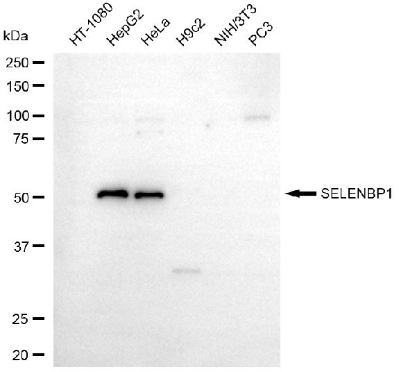 Mouse anti-Human sapiens (Human) SELENBP1 Monoclonal Antibody