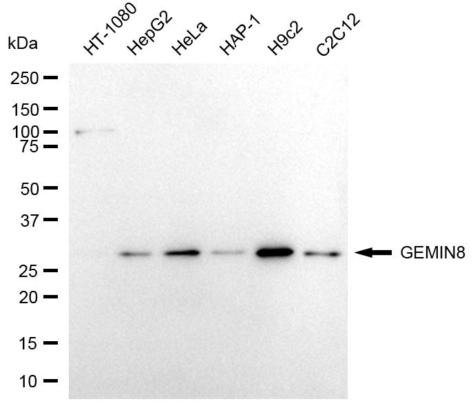 Mouse anti-Human/Mouse/Rat sapiens (Human) GEMIN8 Monoclonal Antibody