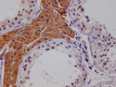 Mouse anti-Human sapiens (Human) MCM9 Monoclonal Antibody