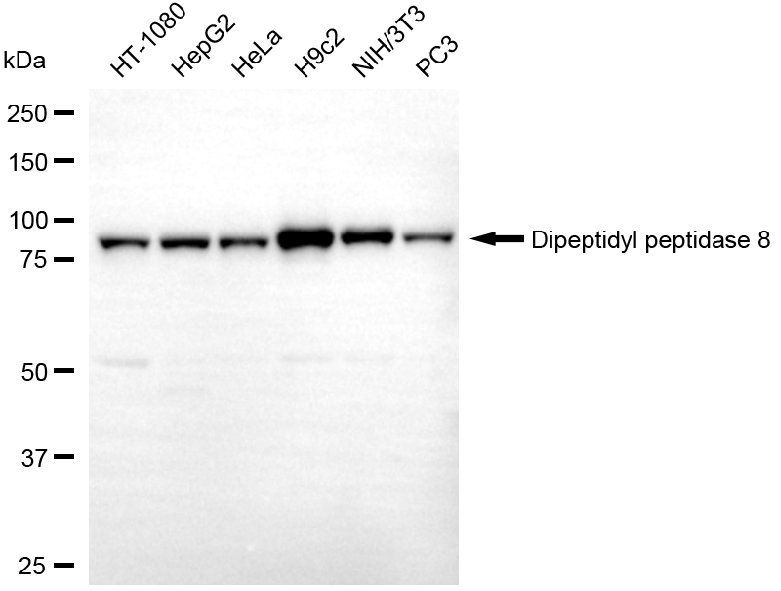 Mouse anti-Human/Mouse/Rat sapiens (Human) DPP8 Monoclonal Antibody