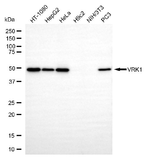 Mouse anti-Human sapiens (Human) VRK1 Monoclonal Antibody