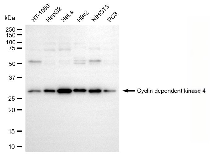 Mouse anti-Human/Mouse/Rat sapiens (Human) CDK4 Monoclonal Antibody
