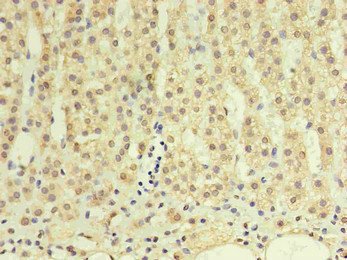Mouse anti-Human sapiens (Human) GDF15 Monoclonal Antibody