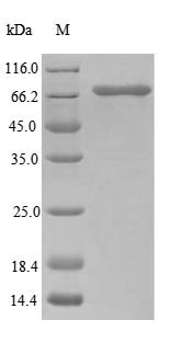 Recombinant Human Ubiquitin-associated domain-containing protein 1 (UBAC1) (Active), Homo sapiens (Human), E.coli, N-terminal GST-tagged, 72.3 kDa, purity >85% as determined by SDS-PAGE.
