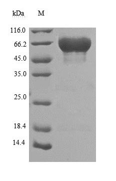 Recombinant Human Tumor-associated calcium signal transducer 2 (TACSTD2), partial (Active), Homo sapiens (Human), Mammalian cell, C-terminal hFc1-tagged, 56.8 kDa, purity >90% as determined by SDS-PAGE.Greater than 95% as determined by SEC-HPLC.