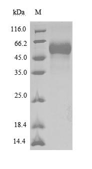 Recombinant Human Tyrosine-protein phosphatase non-receptor type substrate 1 (SIRPA), partial (Active), Homo sapiens (Human), Mammalian cell, C-terminal 6xHis-Myc-tagged, 41.8 kDa, purity >95% as determined by SDS-PAGE.