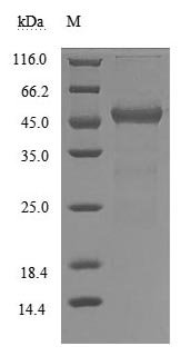 Recombinant Human Transthyretin (TTR) (Active), Homo sapiens (Human), Mammalian cell, C-terminal hFc1-Myc-tagged, 43.9 kDa, purity >90% as determined by SDS-PAGE.