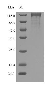 Recombinant Severe acute respiratory syndrome coronavirus 2 Spike glycoprotein (S) (D614G), partial (Active), Severe acute respiratory syndrome coronavirus 2 (2019-nCoV) (SARS-CoV-2), Mammalian cell, C-terminal 10xHis-tagged, 77.8 kDa, purity >90% as determined by SDS-PAGE.