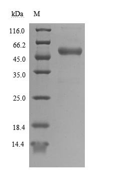 Recombinant Human T-cell antigen CD7 (CD7), partial (Active), Homo sapiens (Human), Mammalian cell, C-terminal hFc1-Myc-tagged, 46.5 kDa, purity >90% as determined by SDS-PAGE.Greater than 95% as determined by SEC-HPLC.