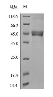 Recombinant Human Tumor necrosis factor ligand superfamily member 18 (TNFSF18), partial (Active), Homo sapiens (Human), Mammalian cell, N-terminal hFc-Flag-tagged, 42.8 kDa, purity >90% as determined by SDS-PAGE.