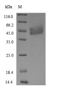 Recombinant Human Tumor necrosis factor receptor superfamily member 13C (TNFRSF13C), partial (Active), Homo sapiens (Human), Mammalian cell, C-terminal hFc1-Flag-tagged, 36.4 kDa, purity >95% as determined by SDS-PAGE.
