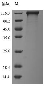 Recombinant Human Receptor tyrosine-protein kinase erbB-3 (ERBB3), partial (Active), Homo sapiens (Human), Mammalian cell, C-terminal hFc1-tagged, 96.4 kDa, purity >95% as determined by SDS-PAGE.