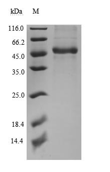Recombinant Human Tumor necrosis factor ligand superfamily member 14 (TNFSF14), partial,Biotinylated (Active), Homo sapiens (Human), Mammalian cell, N-terminal hFc-Avi-tagged, 47.3 kDa, purity >90% as determined by SDS-PAGE.